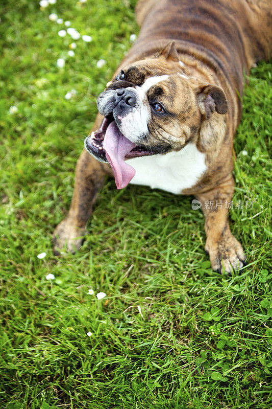 绿色草地上的英国斗牛犬