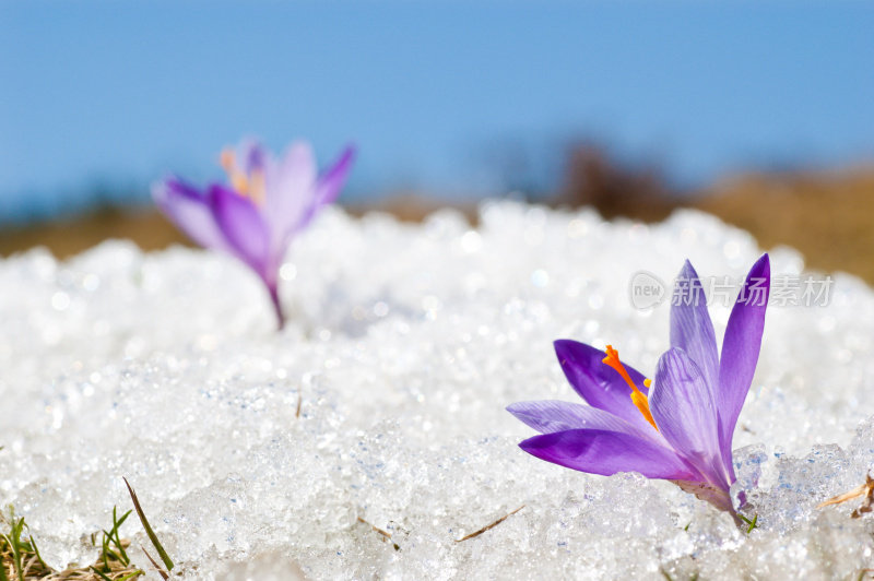 冰雪融化中的两株早春番红花