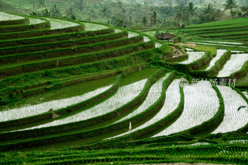 大米梯田，Jatiluwih(巴厘岛)