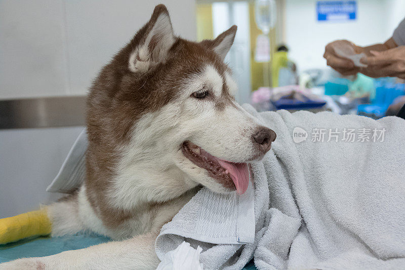在兽医院生病的西伯利亚哈士奇，兽医主题