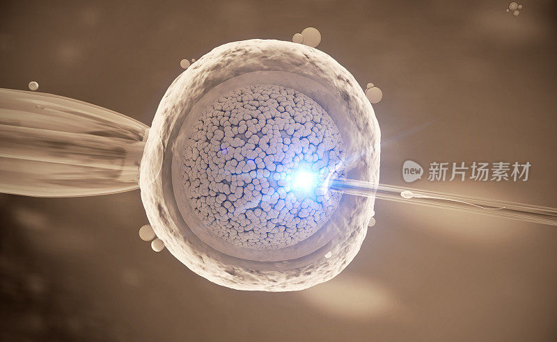 体外受精人类卵细胞的体外受精