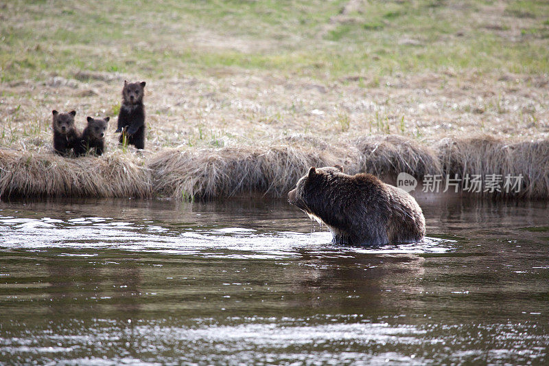 灰熊妈妈站在河里看着她的3只幼崽。