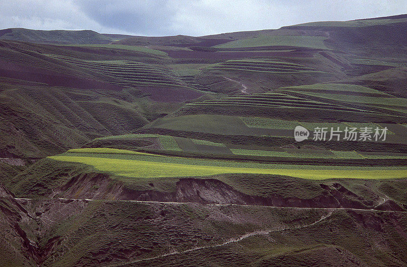 中国黄土高原的梯田和春季芥菜作物