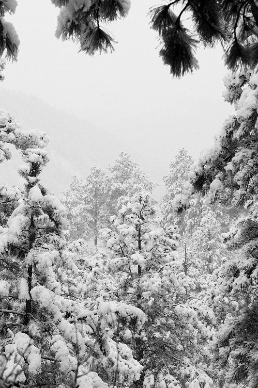 科罗拉多州派克国家森林四月的暴风雪