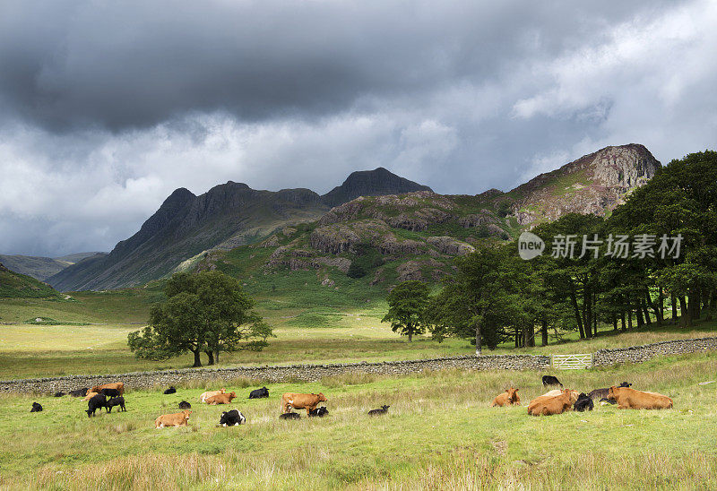 英国坎布里亚郡的朗代尔·派克和一群牛