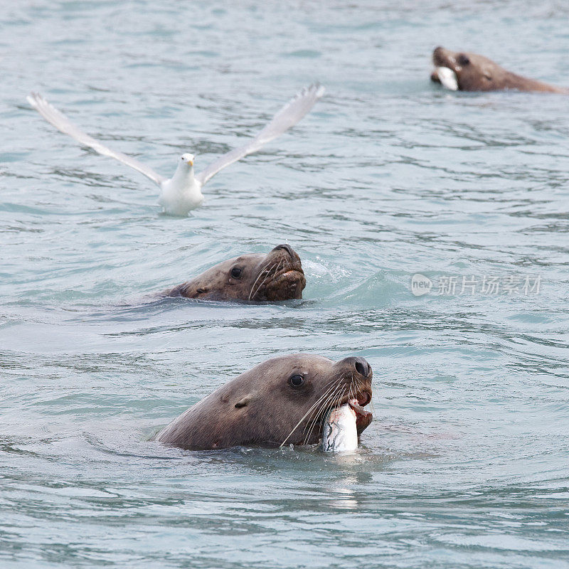 阿拉斯加瓦尔迪兹的海狮正在吃鲑鱼