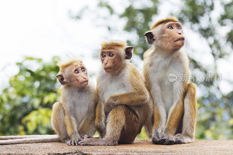 顽皮的三只小猴妈妈和成年猴斯里兰卡