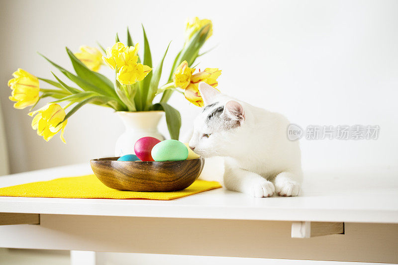 桌上放着小猫和复活节彩蛋