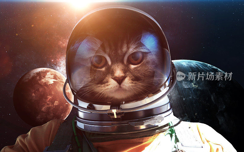 太空行走中勇敢的猫宇航员。提供的图像元素
