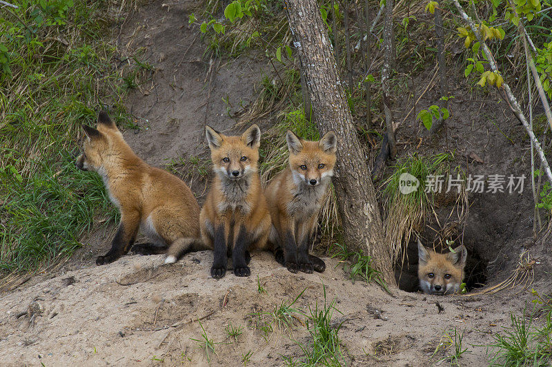 四只小狐狸蜷缩在洞穴的洞口