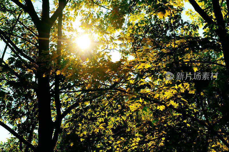 阳光，橡树的枝叶