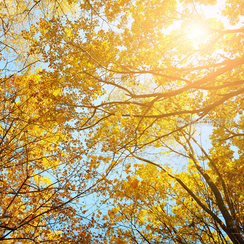 秋天的森林和阳光