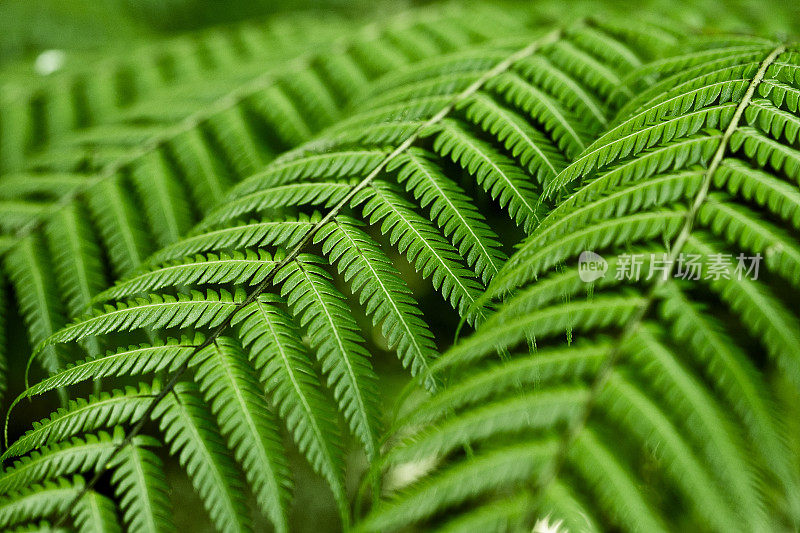 绿色的新西兰蕨类植物