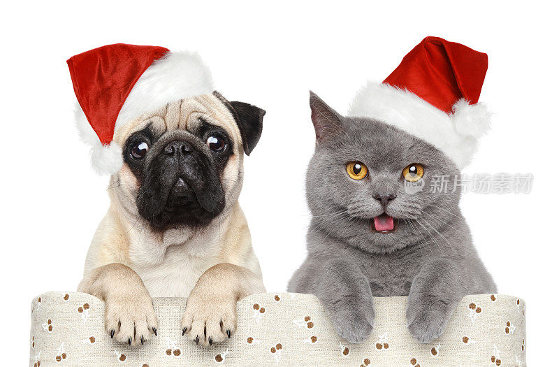 狗和猫戴着红色的圣诞帽