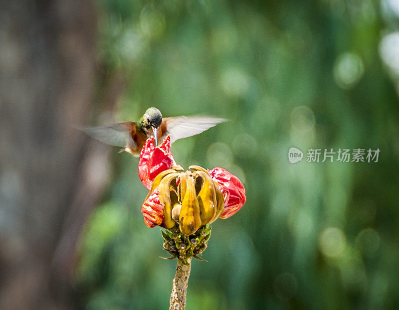 阿玛西莉亚蜂鸟在热带花朵上盘旋觅食