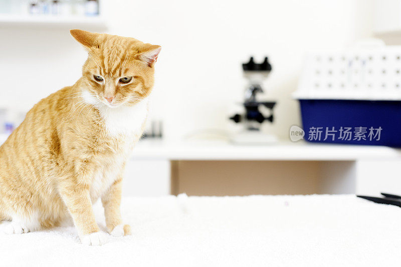猫在看兽医