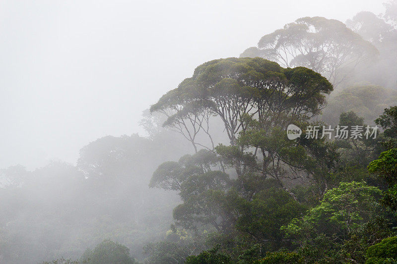 雾在热带雨林