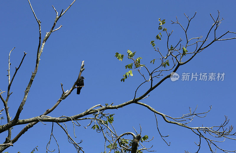 栖息在树枝上的乌鸦，弗雷泽山谷，加拿大不列颠哥伦比亚省