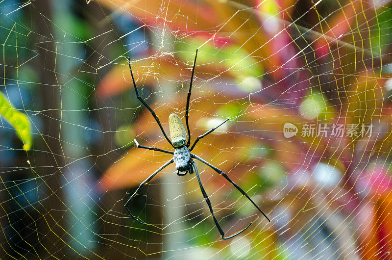 巴厘岛的金球蜘蛛