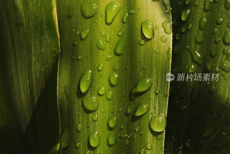 雨滴落在绿色的棕榈叶上