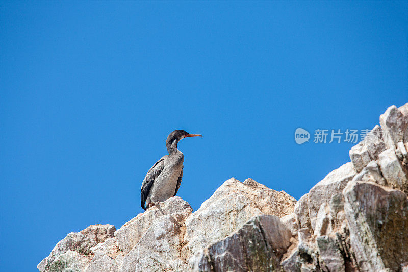 红眼的秘鲁鸬鹚