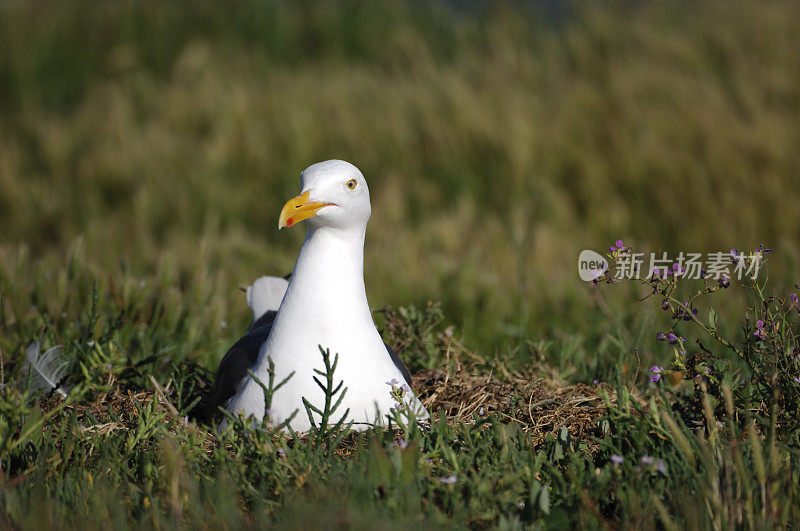 嵌套加利福尼亚海鸥