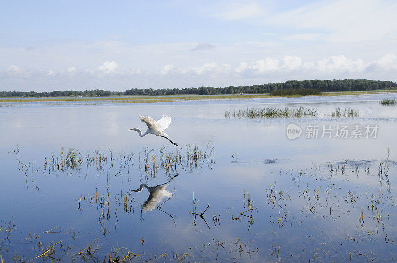 在蓝色的湖上飞行的大白鹭