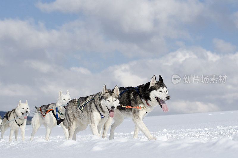 一群在雪中奔跑的哈士奇雪橇犬