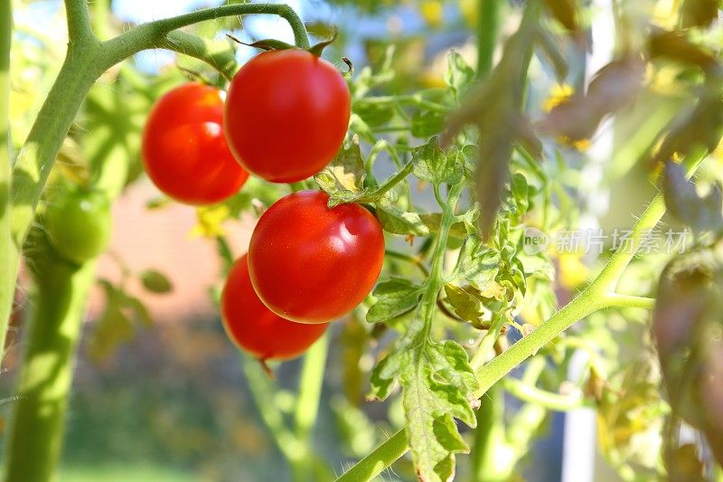 鲜红成熟的樱桃番茄在温室植株上