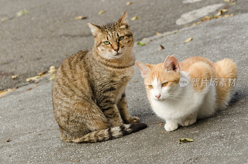 小黄猫和他的朋友