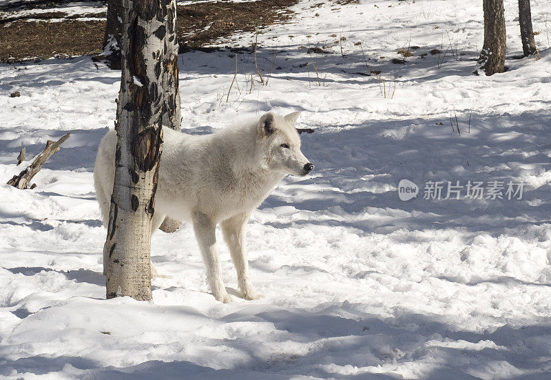 雪中的北极白狼