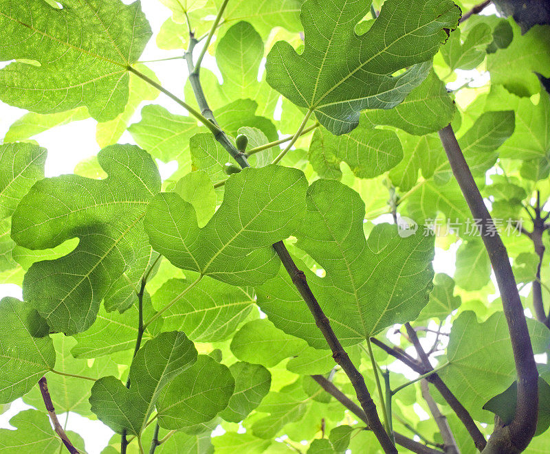 无花果树的叶子