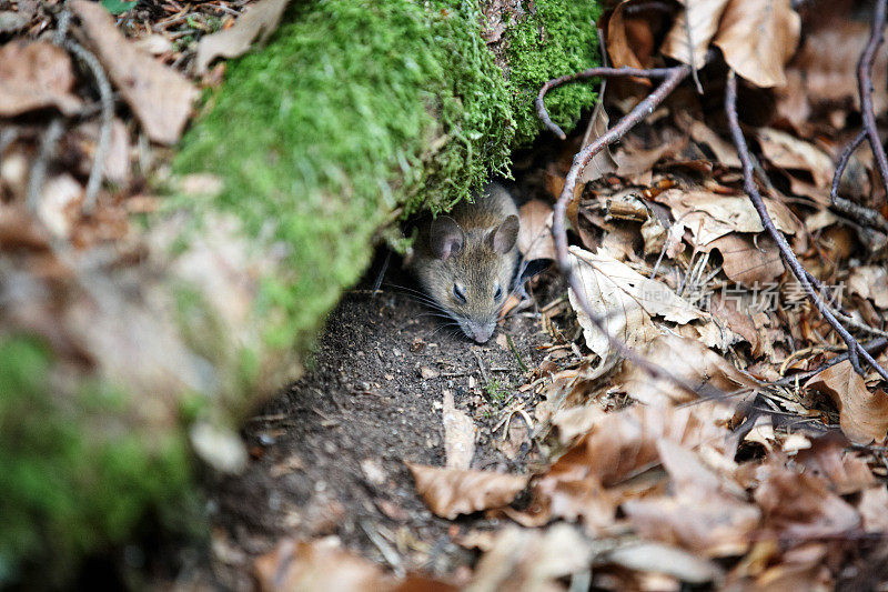 在树林里觅食的野生老鼠