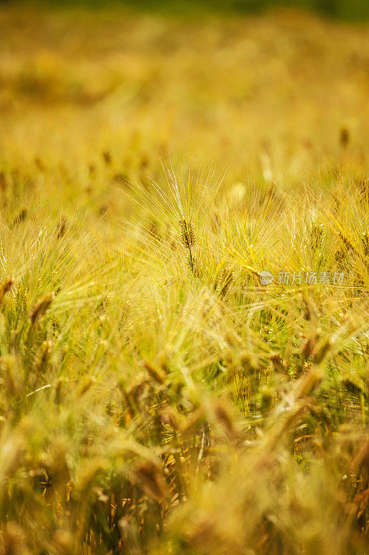 谷类植物