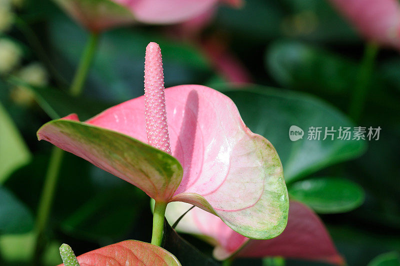 粉红Anthurium