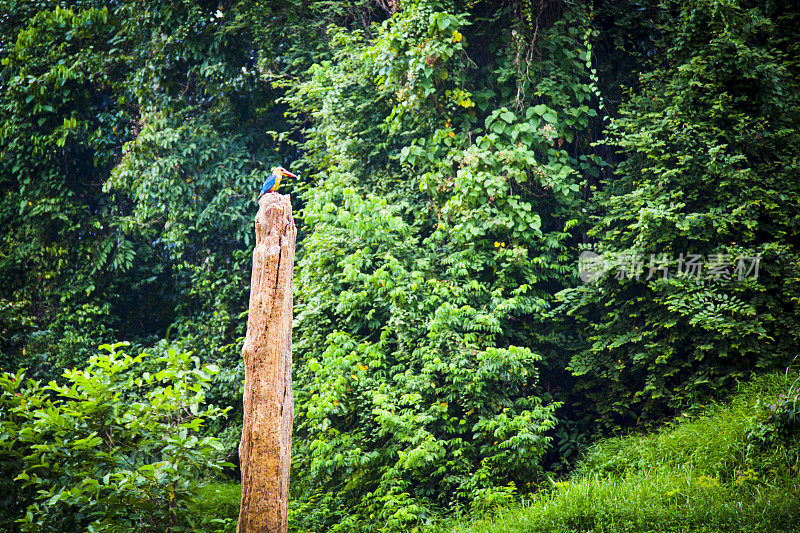 马来亚森林中的鹳喙翠鸟