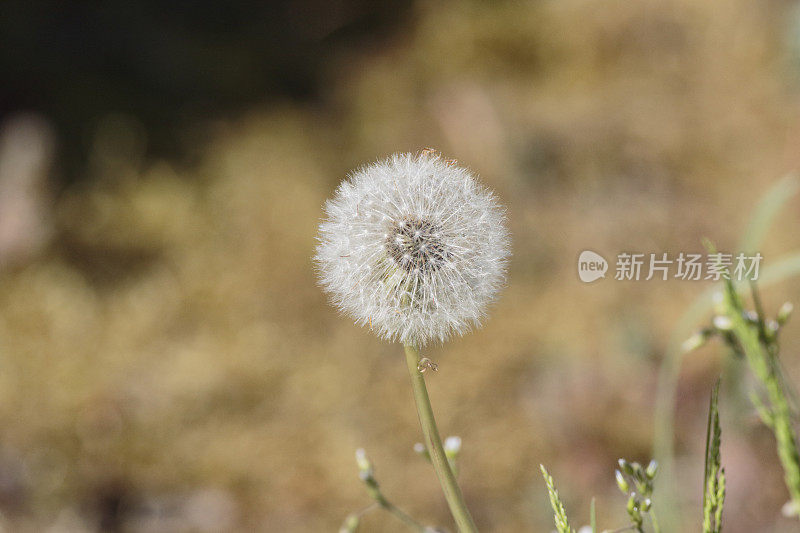 蒲公英时钟软圆蒲公英与复制空间