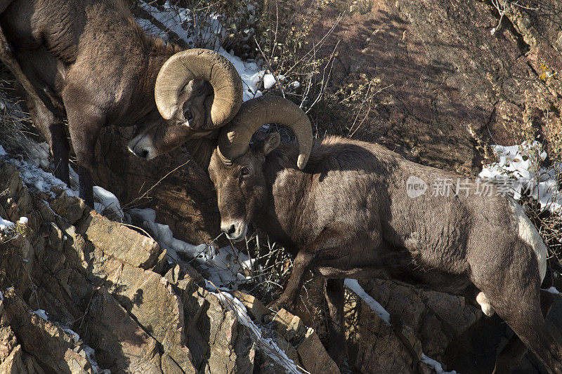 科罗拉多野生大角羊的头撞在悬崖上
