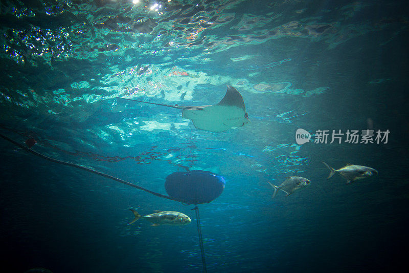 有热带鱼的咸水水族馆