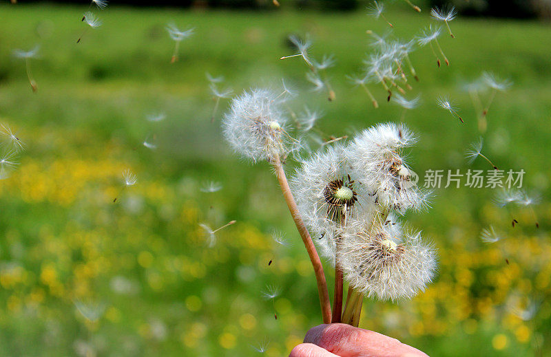 蒲公英的种子在风中飞舞，在乡间的毛茛田里