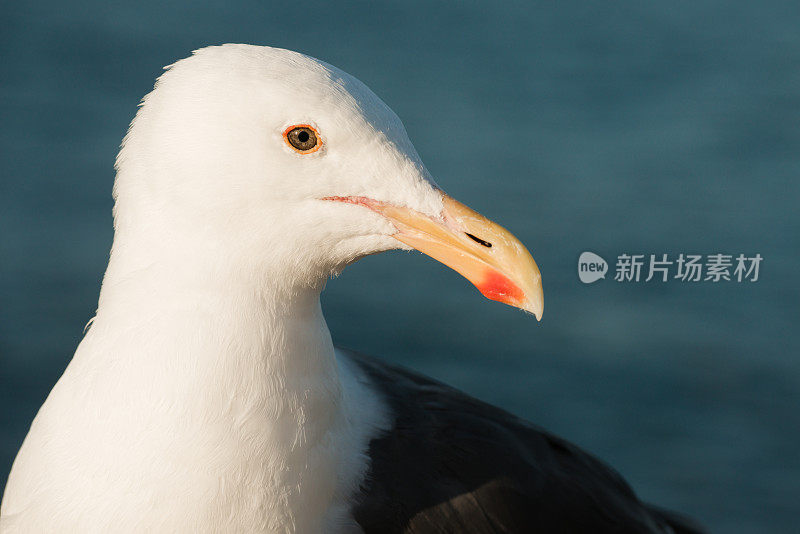 西部黄金