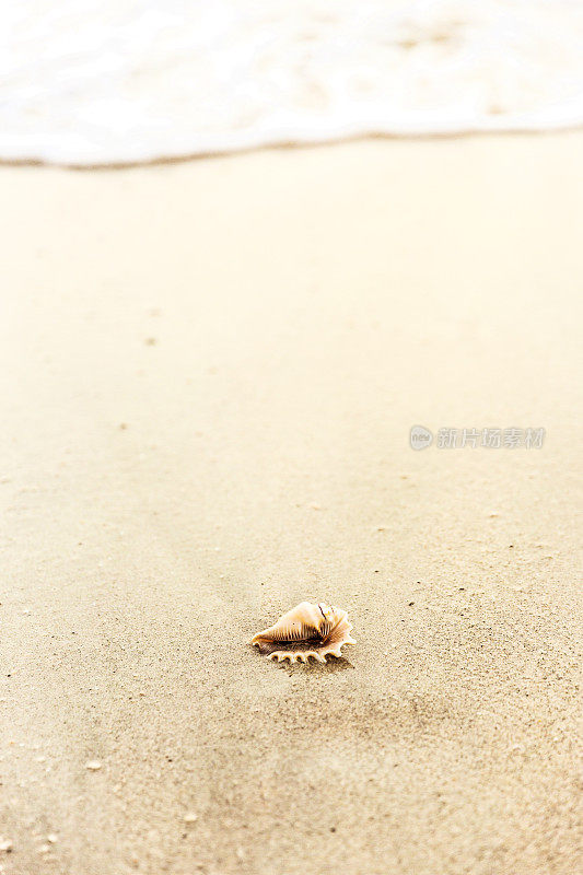海滩上的海螺壳