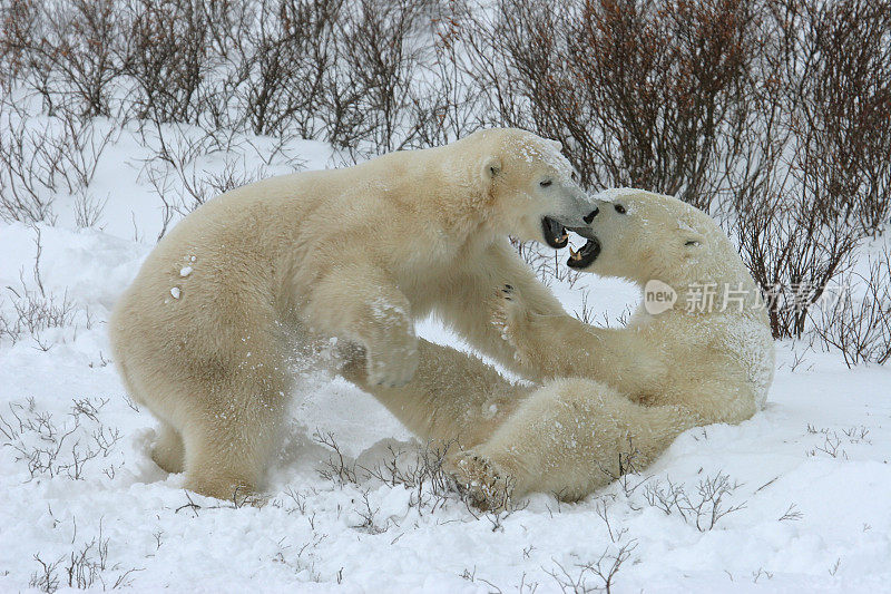 摔跤野生北极熊哈德逊湾马尼托巴加拿大
