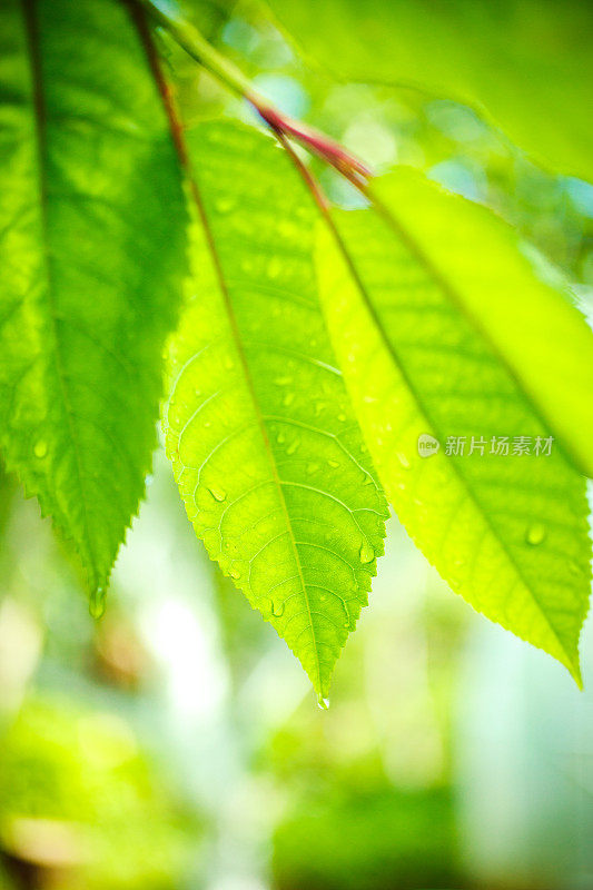 雨滴落在绿樱桃叶上