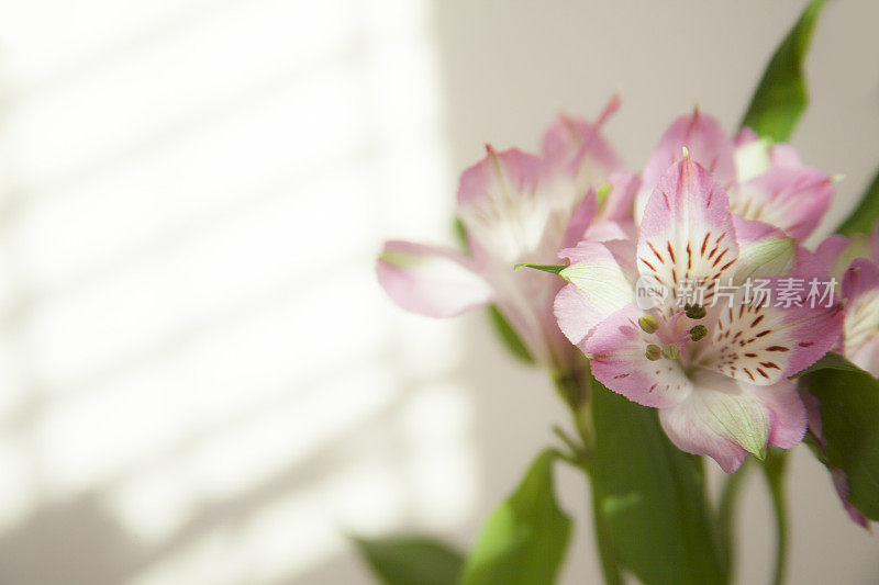 春天Alstroemeria花。母亲节。