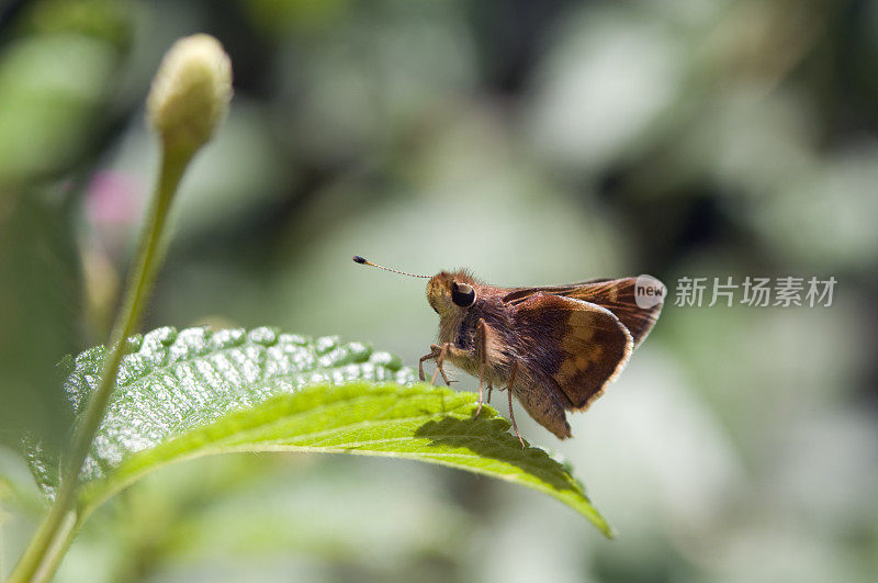 蝴蝶在叶