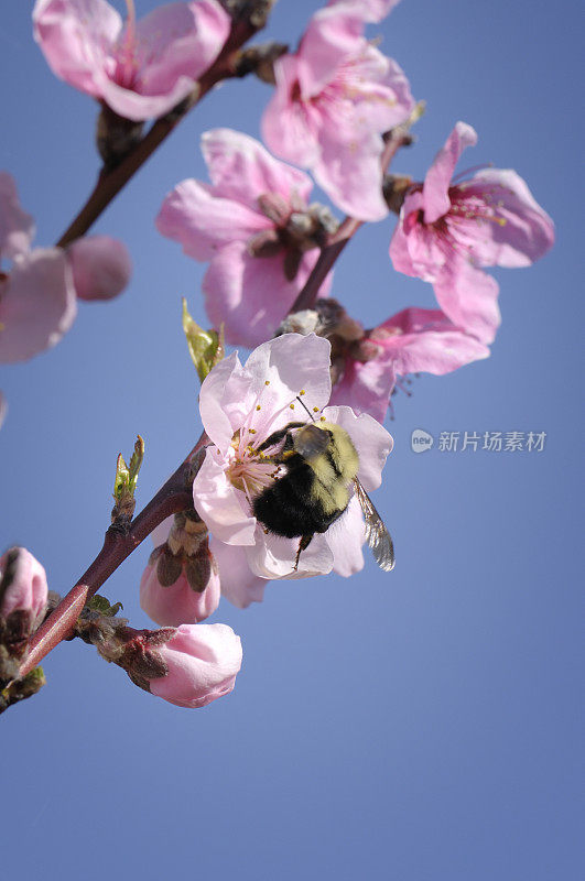 春枝油桃开花