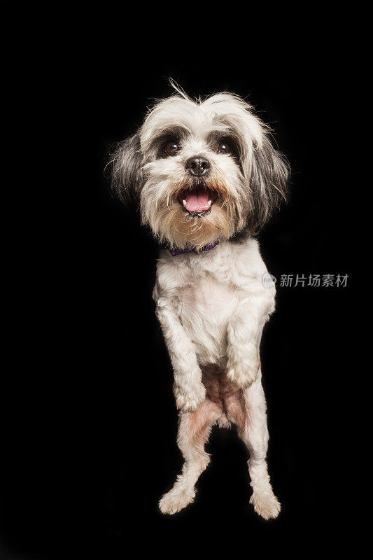 西施犬是一种用后腿站立的杂交犬
