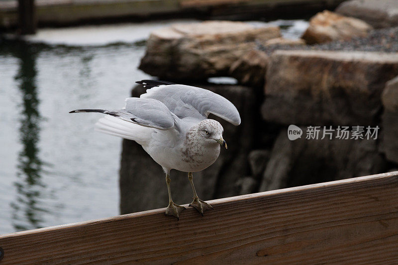 一只海鸥