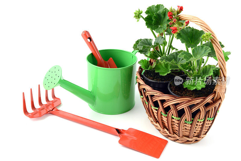 天竺葵花盆在篮子里，用园艺工具如园叉、铁锹、水罐等。孤立的背景